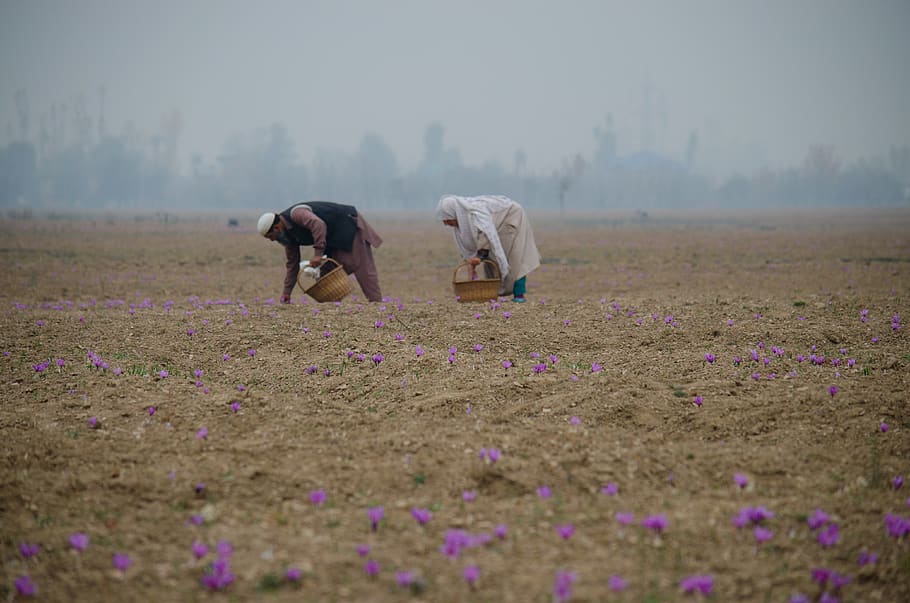 Cultivation and Harvesting of Kashmiri Saffron